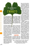 Реликтовое чудо: гинкго