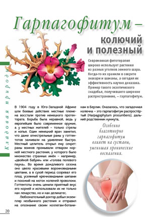 Гарпагофитум - колючий и полезный